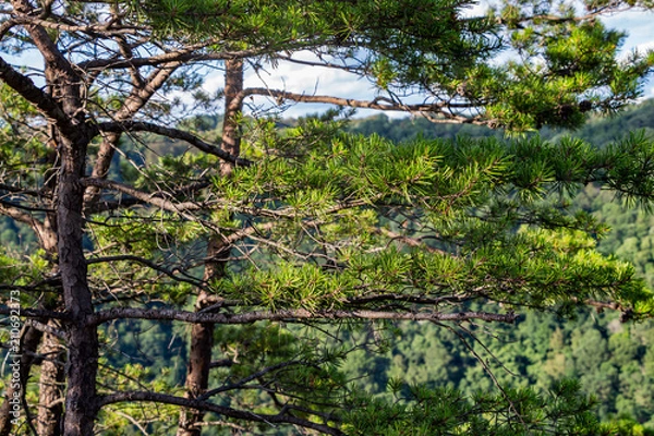 Fototapeta Pine tree branches on a ridgeline in the morning light.