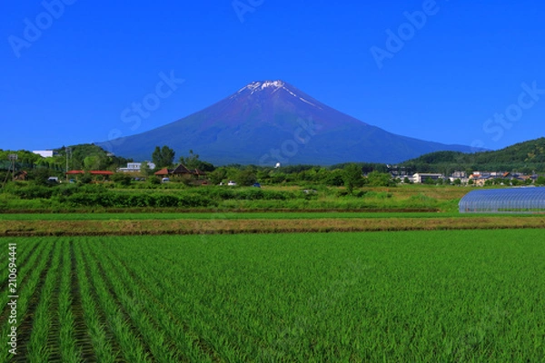 Obraz 富士吉田からの青空快晴の富士山　2018/06/25