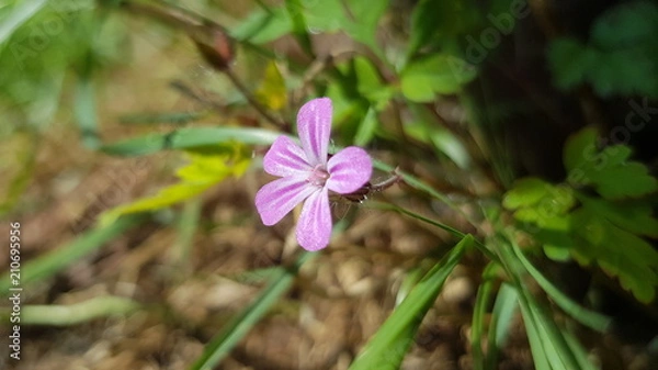 Obraz Rosa Wiesen Blüte