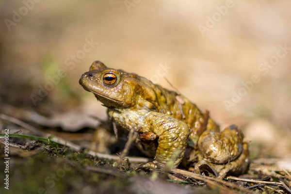 Fototapeta Forest toad close up.