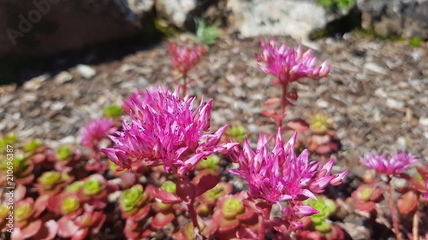 Obraz Blühende Steinpflanze