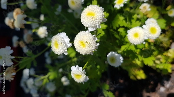 Fototapeta Weiße Blüten