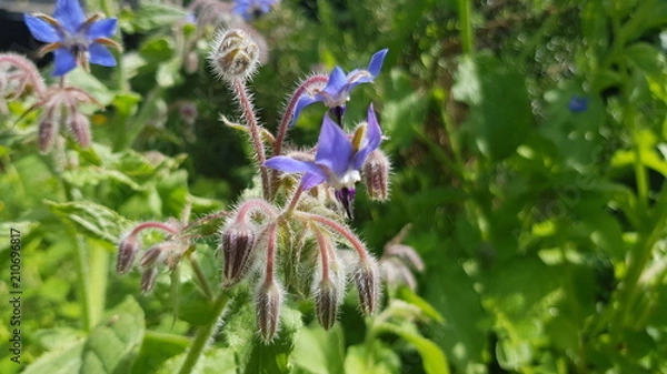 Obraz Borretsch Blüte