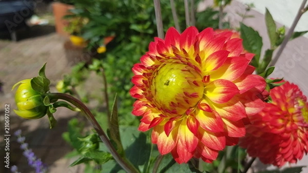 Obraz Rot Gelbe Blüte