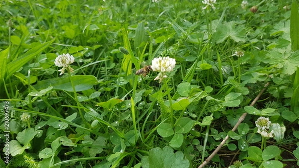 Obraz Klee mit Biene