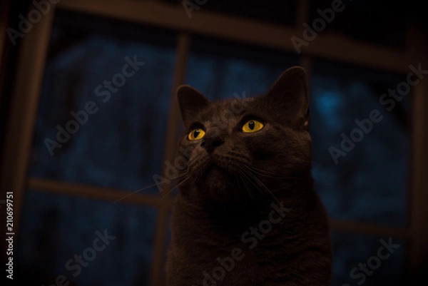 Obraz Monsters in the dark