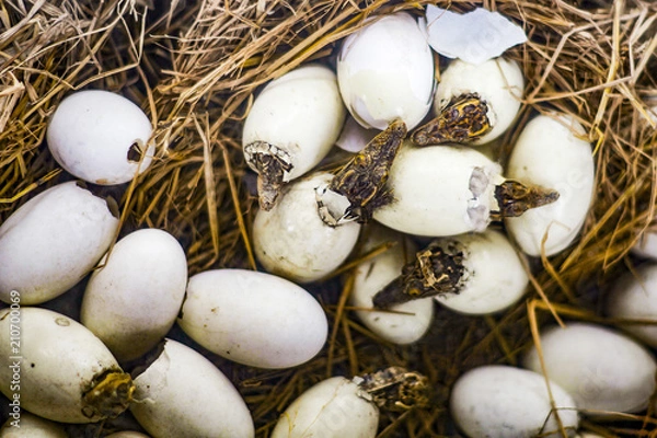 Obraz The crocodile's eggs are hatched into small crocodiles.