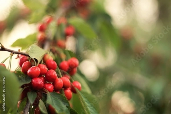 Obraz Ripe cherries on a tree branch