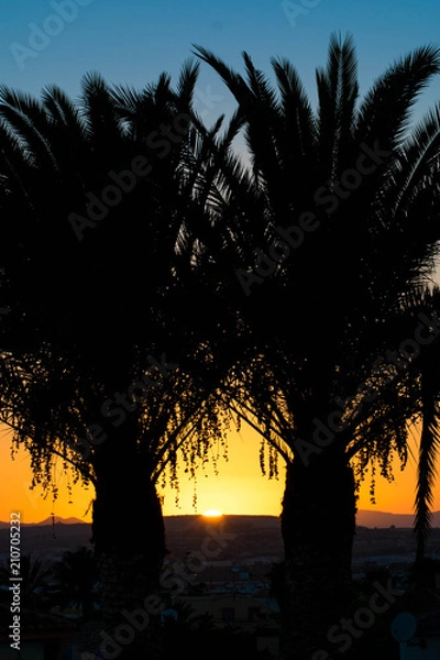 Fototapeta Sunset palmtrees