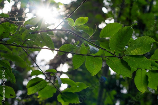 Fototapeta Sunlight through leaves