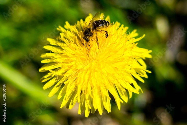 Fototapeta Bee on flower