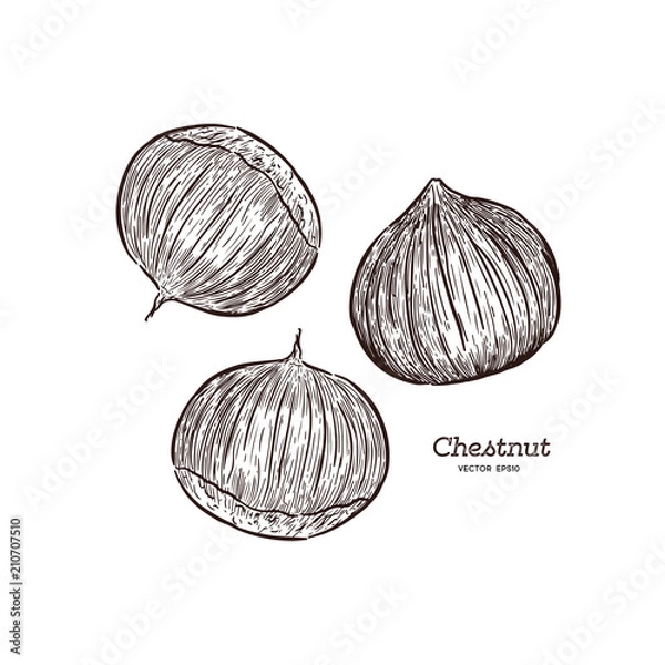 Fototapeta Chestnut illustration, drawing, engraving, ink, line art, vector