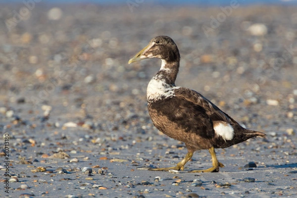 Obraz Eiderente (Somateria mollissima)