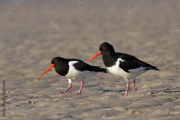 Obraz Austernfischer (Haematopus ostralegus)