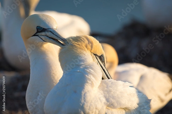 Obraz Basstölpel (Morus bassanus)