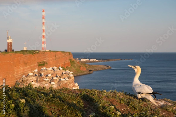 Obraz Basstölpel auf Helgoland