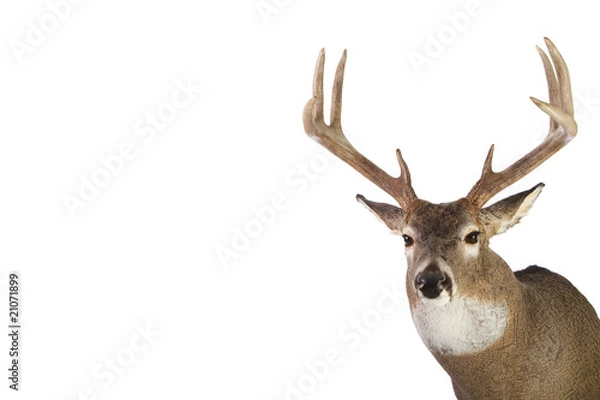 Obraz Large whitetail buck isolated on white background