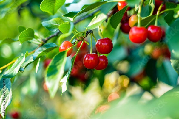 Obraz Branches of cherry trees with ripe appetizing cherries during harvesting. Close-up.