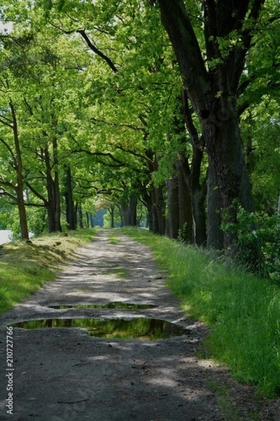 Obraz Road in the woods