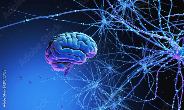 Obraz 3D human brain