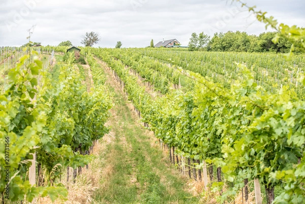Fototapeta Weinberge Wien