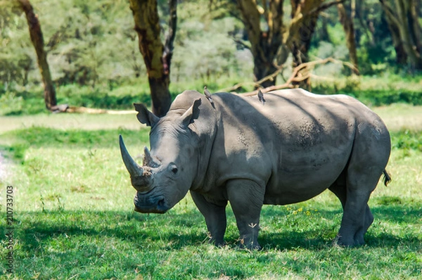 Obraz White Rhinoceros