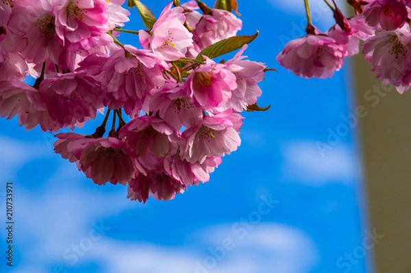 Obraz Kwitnienie na niebieskim tle