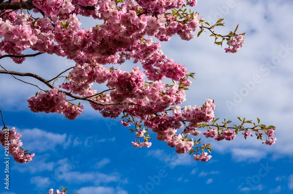 Obraz Wiosenne kwiaty.