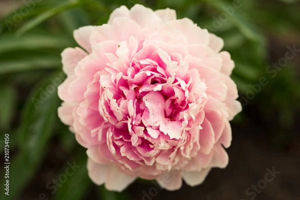 Obraz peonies for days