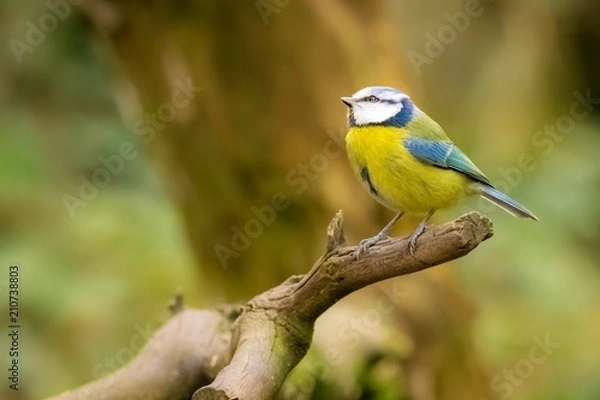 Obraz Blue tit