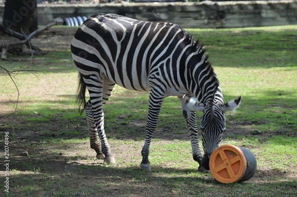 Fototapeta Zebra with an enrichment bucket