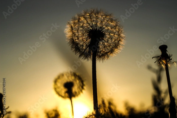 Obraz dandelion and orange sunset