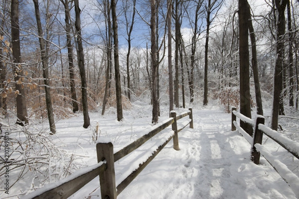 Fototapeta Winter's Walk