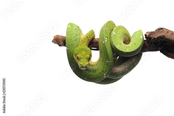 Fototapeta Green tree python isolated on white background
