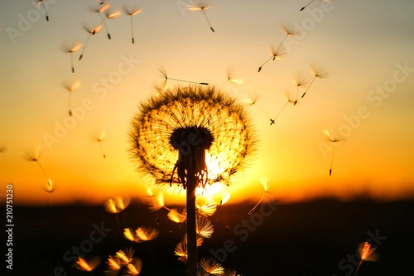 Fototapeta dandelion and orange sunset