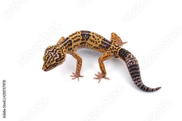 Fototapeta Leopard Gecko isolated on white background