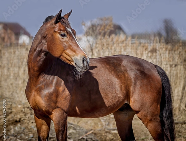 Fototapeta A nestling stallion posing for a portrait on a sunny day