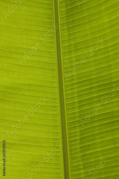 Fototapeta Leaf Green