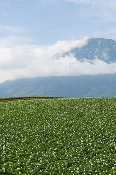Fototapeta ６月の羊蹄山麓