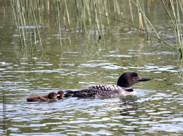 Obraz Loon and babies