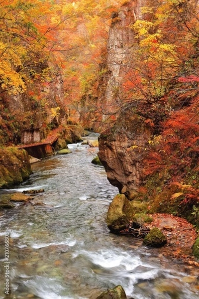 Fototapeta 鳴子峡の渓流