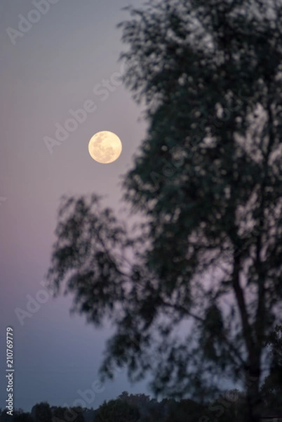 Obraz Full moon over gum tree, Australia