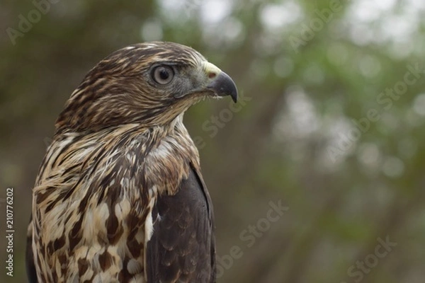 Obraz Hawk  wild animal 