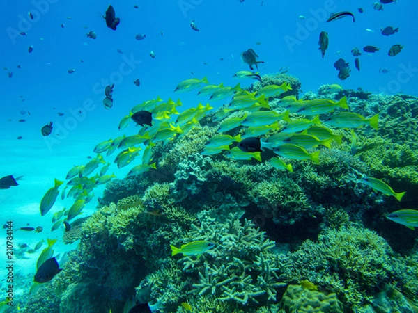 Fototapeta OLYMPUS DIGITAL CAMERA