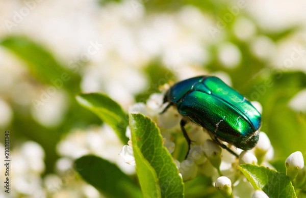 Fototapeta scarabeo sulla foglia
