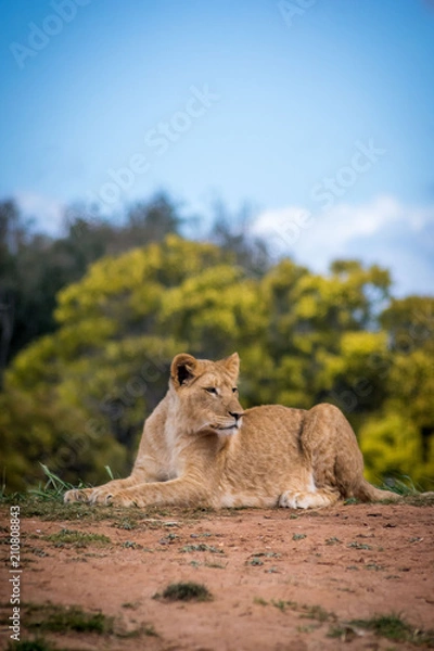 Obraz Resting Lioness