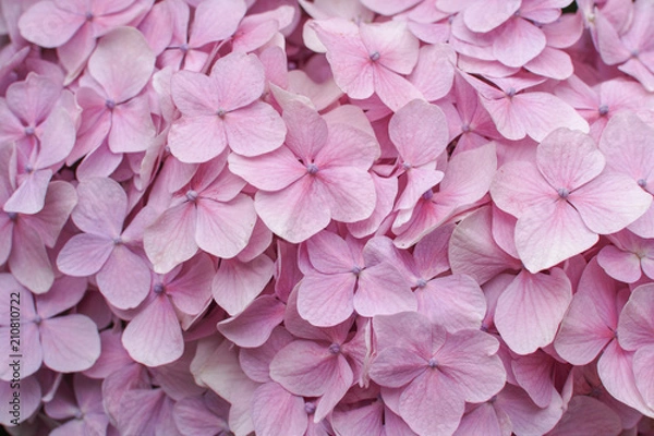 Fototapeta ピンク色の紫陽花