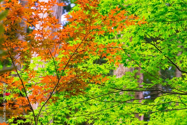 Obraz タイトル : 三徳山（三仏寺）投入堂（鳥取県東伯郡三朝町）