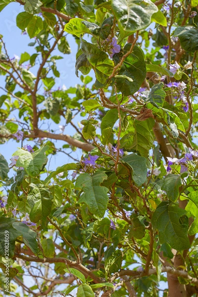 Obraz nightshade - Giant Potato tree