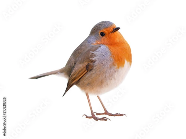 Obraz Robin (Erithacus rubecula) isolated on white background